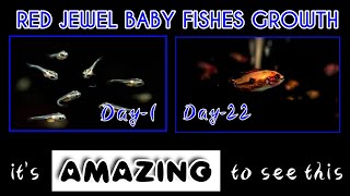 all about red jewel breeding and new born babies growth in 22 days myhomefishaquarium [upl. by Nosdivad]