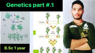 Genetics part1 Mendel Experiment [upl. by Phillada846]