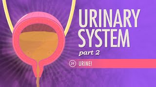 Urinary System Part 2 Crash Course Anatomy amp Physiology 39 [upl. by Themis]