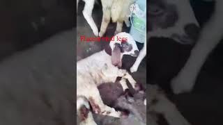 Struggling Lamb  Treatment Advice  vet [upl. by Delle390]