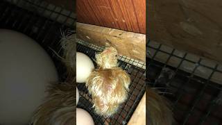 Newborn Baby Chicks Chirping 🐥 ASMR 11M views cute colorfullchicks [upl. by Semele]