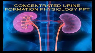 Concentrated Urine Physiology Notes  Guyton and Hall Physiology [upl. by Harrat]