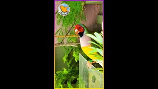 Diamante de gould cantando como mis canarios🦜Shorts🦜 [upl. by Mahan]