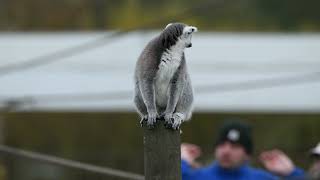 Ring Tailed Lemur at PWP [upl. by Haidabo]