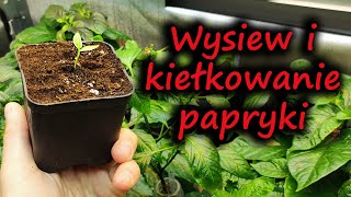 Od nasionka do ogonka  Wysiew i kiełkowanie papryki chili [upl. by Eldredge188]