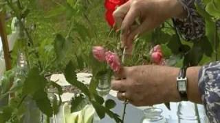 Preparing cut flowers for a flower show [upl. by Inafit]