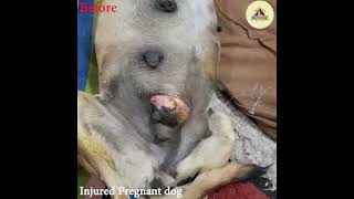 Injured pregnant dog recovery [upl. by Yemerej173]