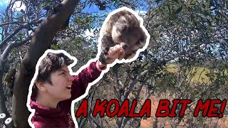 I got Bitten by a Wild Koala in Australia Roadtrip Day 4  Vlog 32 [upl. by Erbas]