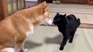 大好きな柴犬にちょっかいを出し続ける猫 Cat Teasing Dog [upl. by Ilrahc435]