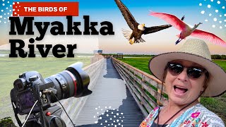 Best Florida State Park For Wildlife Photography  Myakka River [upl. by Dehnel]