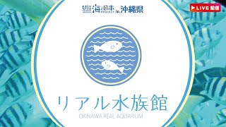 【LIVE】リアル水族館 沖縄の海をお届け♪ ブセナ海中公園からライブ配信中♪ OKINAWA REAL AQUARIUM [upl. by Orly]