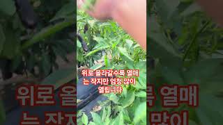 배추는 죽고 고추는 오히려 잘 자라 또 수확을 해 봅니다 [upl. by Whetstone728]