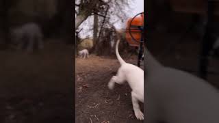 Dogo argentino puppies Lithuania dogoargentinopuppies [upl. by Thapa]