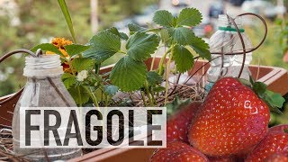 FRAGOLE IN BALCONE COME COLTIVARLE [upl. by Kristien]