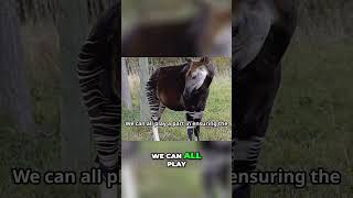 Save the Okapi How You Can Help Today [upl. by Odel367]