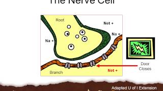 Neonicotinoid Insecticides B [upl. by Ahsienat]