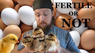 How to tell if your chicken eggs are fertile [upl. by Mungovan862]