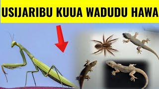 TAHADHARI WADUDU hawa 6 Hutakiwi KUWAUA ukiwaona nyumbani kwako [upl. by Engenia]