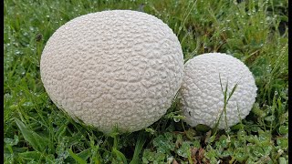 Bovistella utriformis  Lycoperdon utriforme  utriformis Calvatia utriformis  Mosaic Puffball [upl. by Ayiak575]