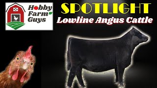 HFG Farm Animal Spotlight Lowline Angus Cattle [upl. by Marne]