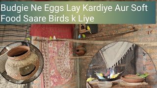 Budgie Ne Eggs Lay Kardiye Aur Soft Food Saare Birds k Liye [upl. by Lucho]