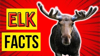 10 🤯 MindBlowing Elk Facts You Need to Know 🦌 [upl. by Enetsirk]