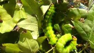 Indian moon moth caterpillar Actias selene 1 [upl. by Edmead]