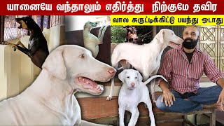 யானையே வந்தாலும் எதிர்த்து நிற்குமே தவிர வாலை சுருட்டிக்கொண்டு ஓடாது  Indian Dog Breed  Ponram Dog [upl. by Eyanaj167]