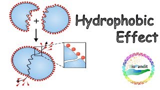 Hydrophobic effect [upl. by Kristian]