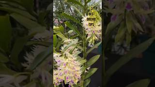 3 Best orchid growing tips [upl. by Akapol927]