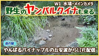 沖縄やんばる生き物LIVE【W1】水場・メインカメラ 《チャット可》 [upl. by Giustino]