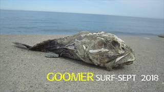 Goomer Surf Sept 2018 Nantasket Beach Hull MA [upl. by Lrigybab472]