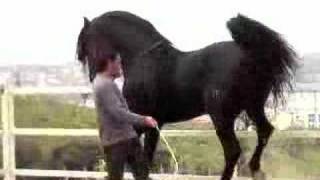 PURE BLACK ANDALUCIAN STALLION  PIAFFE [upl. by Ainahpets]