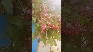 thanjavur gardening kitchengarden combretum indicum flowers [upl. by Adnil]