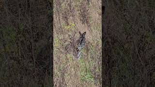 Wallabies shorts wildlife wildlifephotography [upl. by Nnybor]