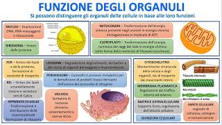 LE CELLULE IN 3 MINUTI [upl. by Raynell398]