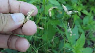 This little grass looks like a saw look like fish bones [upl. by Endora]