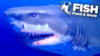 NEW KING GREAT WHITE SHARK  Feed And Grow  Ep5 [upl. by Shakti]