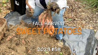 Harvesting Sweet Potatoes 2023 58 [upl. by Anrapa]