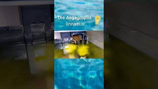 Moosball Aegagropila linnaei löst sich auf Warum  BiBiG shorts aquarium aquaristik [upl. by Yellas]