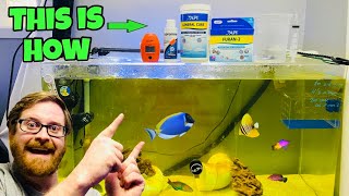 HOW I QUARANTINE NEW SALTWATER AQUARIUM FISH STEP BY STEP [upl. by Gavette]