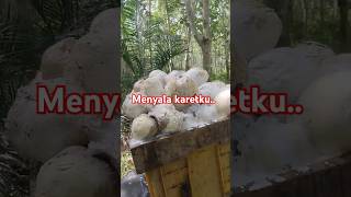 Menyala petani karet petanikaret pertaniankaret kebunkaret menyala viralvideo [upl. by Assened]