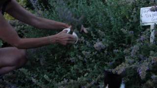 How to Deadhead Nepeta Catmint [upl. by Hali]