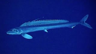 Facts The Lancetfish [upl. by Sivad]