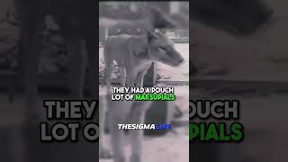 MYSTERIOUS Sightings of the Extinct TASMANIAN TIGER  JRE joerogan jre animalshorts [upl. by Philipps]