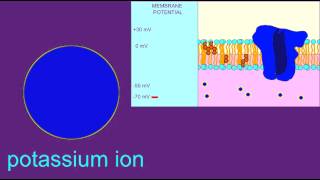 NEURON HYPERPOLARIZATION [upl. by Remled]