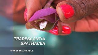 Tradescantia Spathacea the Oyster Plant Moses in a Cradle Boat Lily Easy propagation Tips [upl. by Conti]