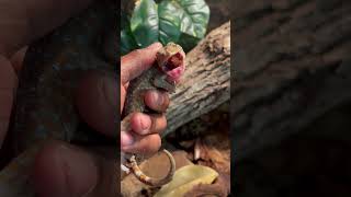 Force feeding my sick tokay gecko Treating tokay gecko [upl. by Trebleda]