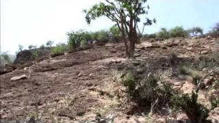 Frankincense and Sustainable Livelihoods in Somaliland  Somalia [upl. by Royall]