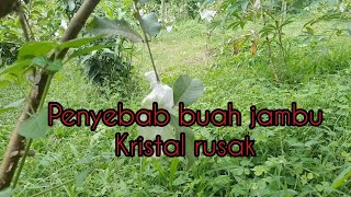 inilah yang menyebabkan buah jambu kristal rusak [upl. by Stanford950]